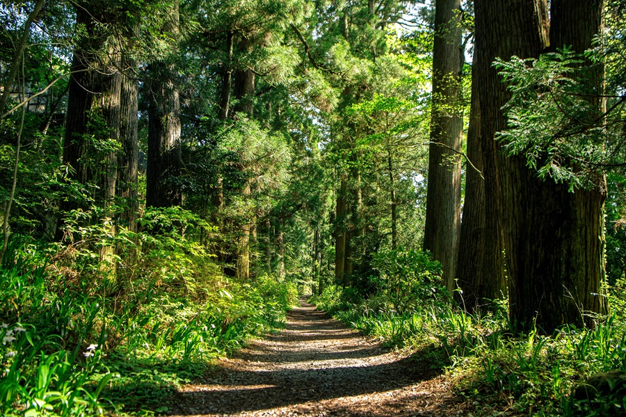 A sun-dappled gravel path lined with tall cedar trees on the old Tokaido