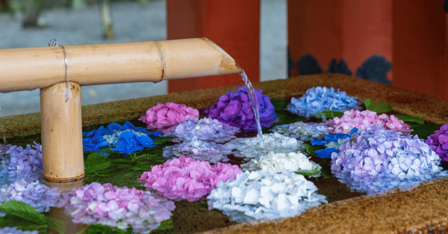 Hydrangea blooms floating in a bamboo-fed stone water basin at a Kamakura shrine