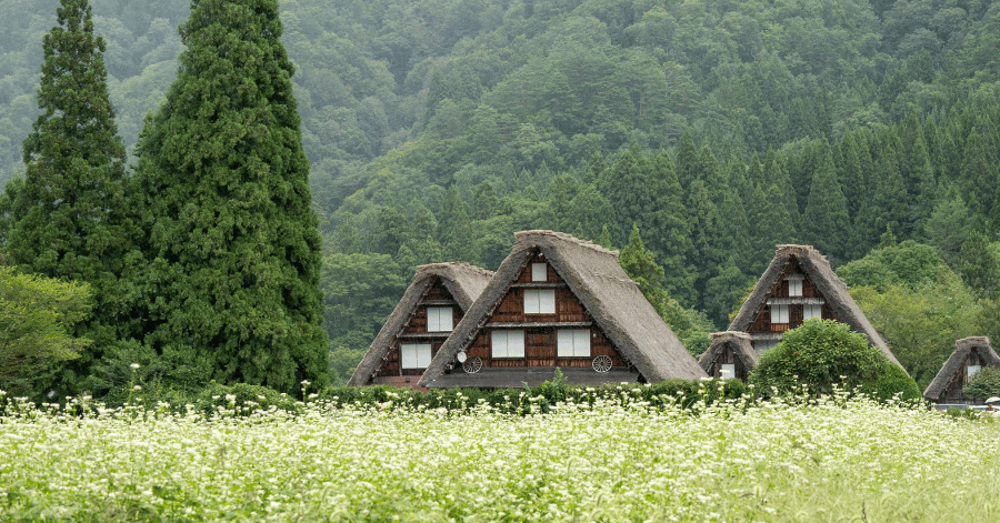 Three gassho-zukuri farmhouses behind a field of white buckwheat flowers and green forest in summer