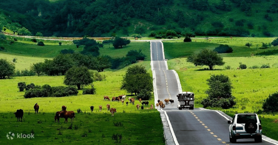 Cattle grazing on green grassland at Fairy Mountain, Chongqing