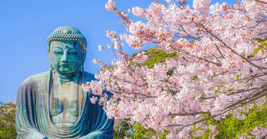 The bronze Great Buddha of Kamakura seated beside blooming cherry blossoms
