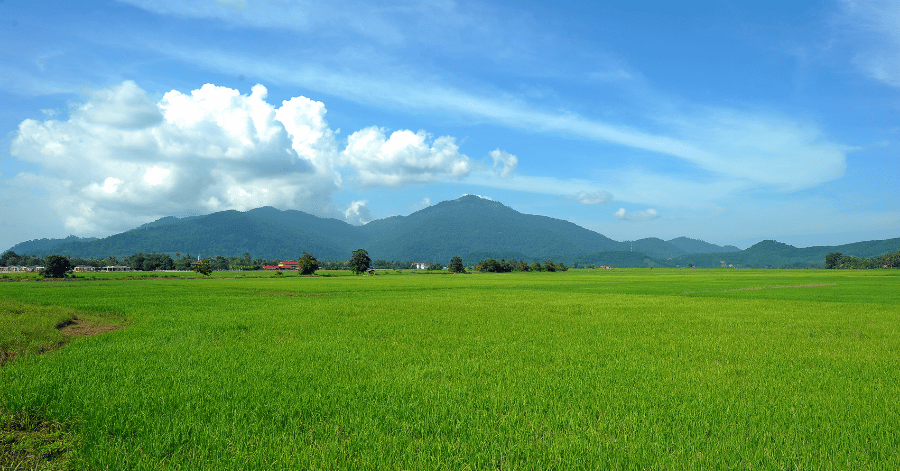 Green rice fields below the forested slopes of Gunung Raya, Langkawi's tallest peak