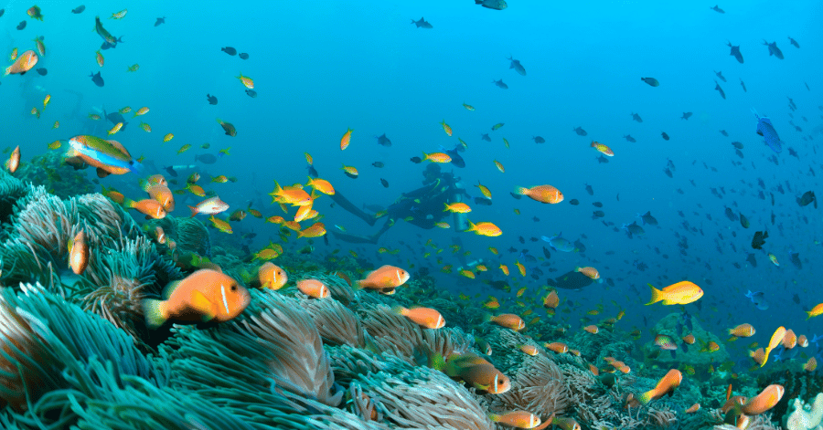 Orange anemonefish and tropical fish over a coral reef, with a scuba diver in the blue background