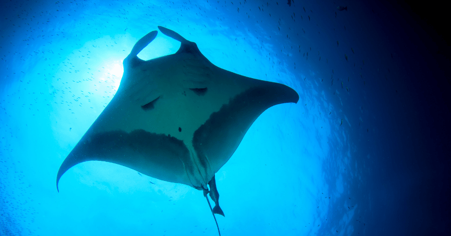 A manta ray silhouetted from below against bright sunlit blue water