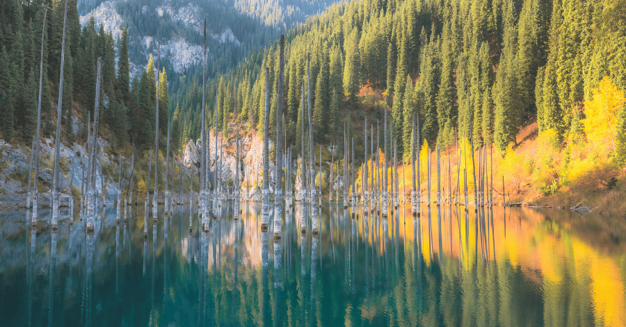 Bare spruce trunks rising from the water of Kaindy Lake's sunken forest