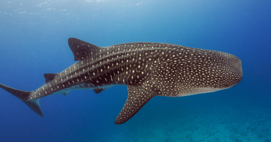 A spotted whale shark swimming through blue water above a reef