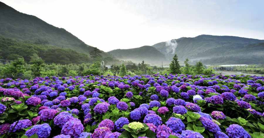 Purple and pink hydrangeas blooming below misty, steaming volcanic mountains in Taiwan