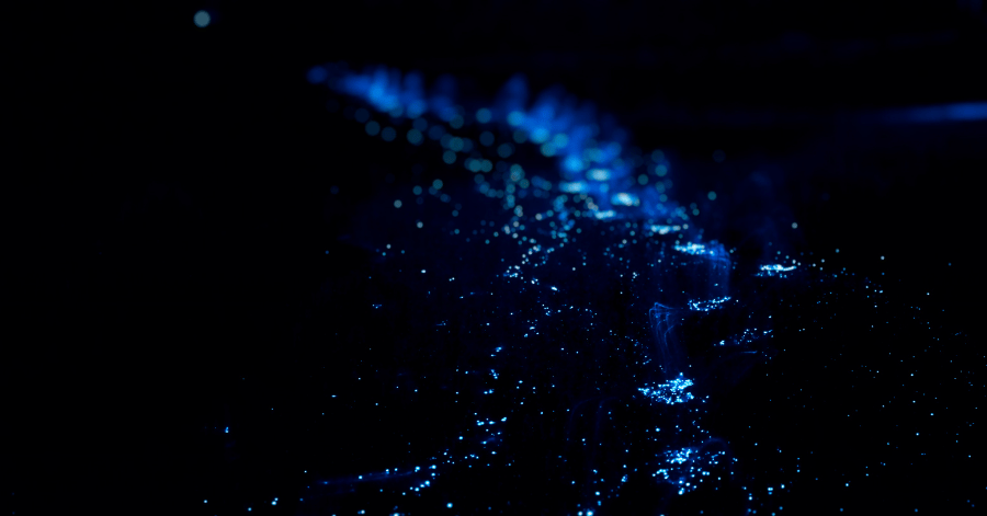 Bioluminescent plankton glowing electric blue along a dark shoreline at night
