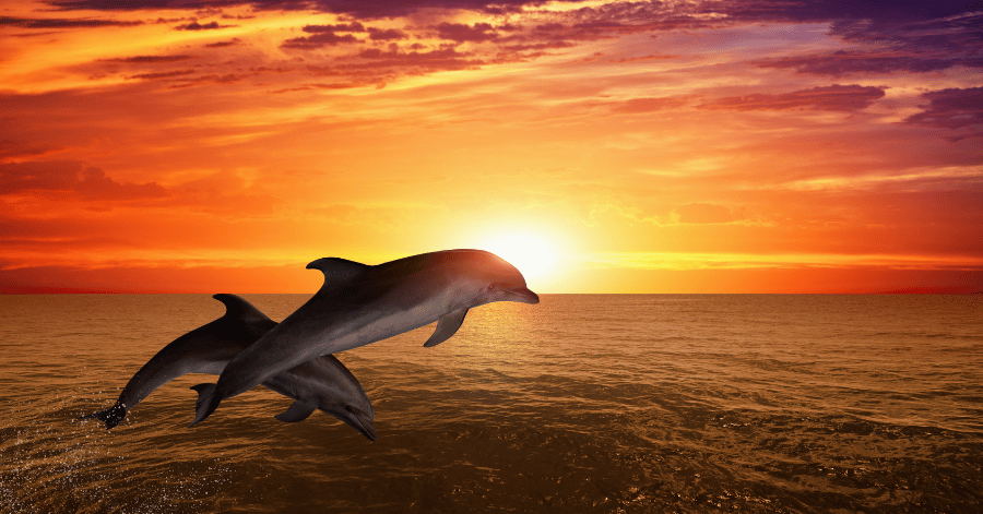 Two dolphins leaping from the sea against a vivid orange sunset