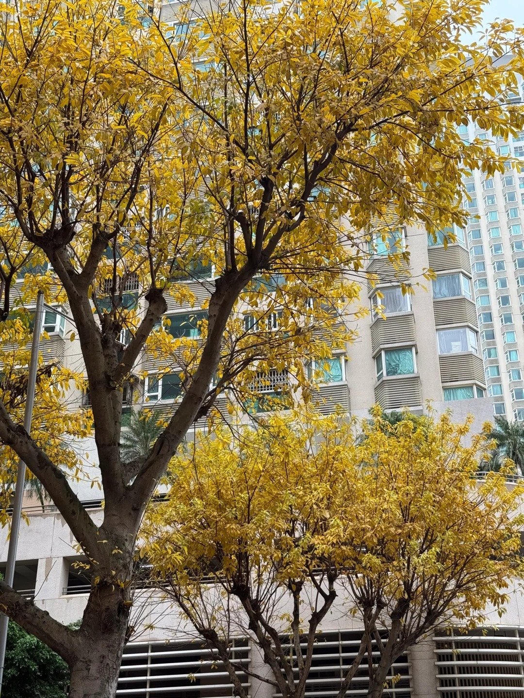 A tree with golden-yellow autumn leaves in front of Macau high-rise apartment blocks