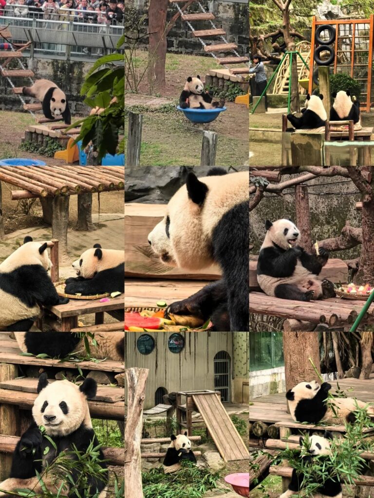 Giant pandas climbing and eating bamboo at Chongqing Zoo
