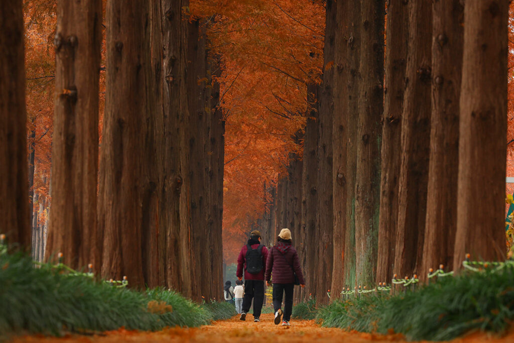 Two people walking a path between tall metasequoia trees with rust-orange autumn foliage