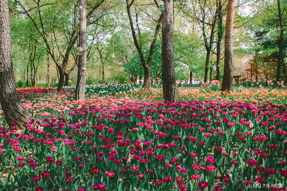 Dense beds of magenta, pink and orange tulips flowering between tall pine trunks