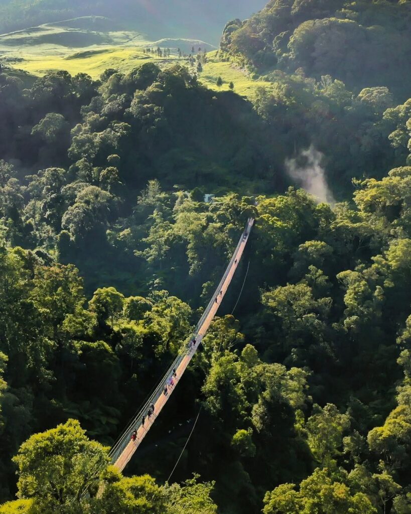 Long wooden suspension bridge crossing high above dense green forest, with walkers on it