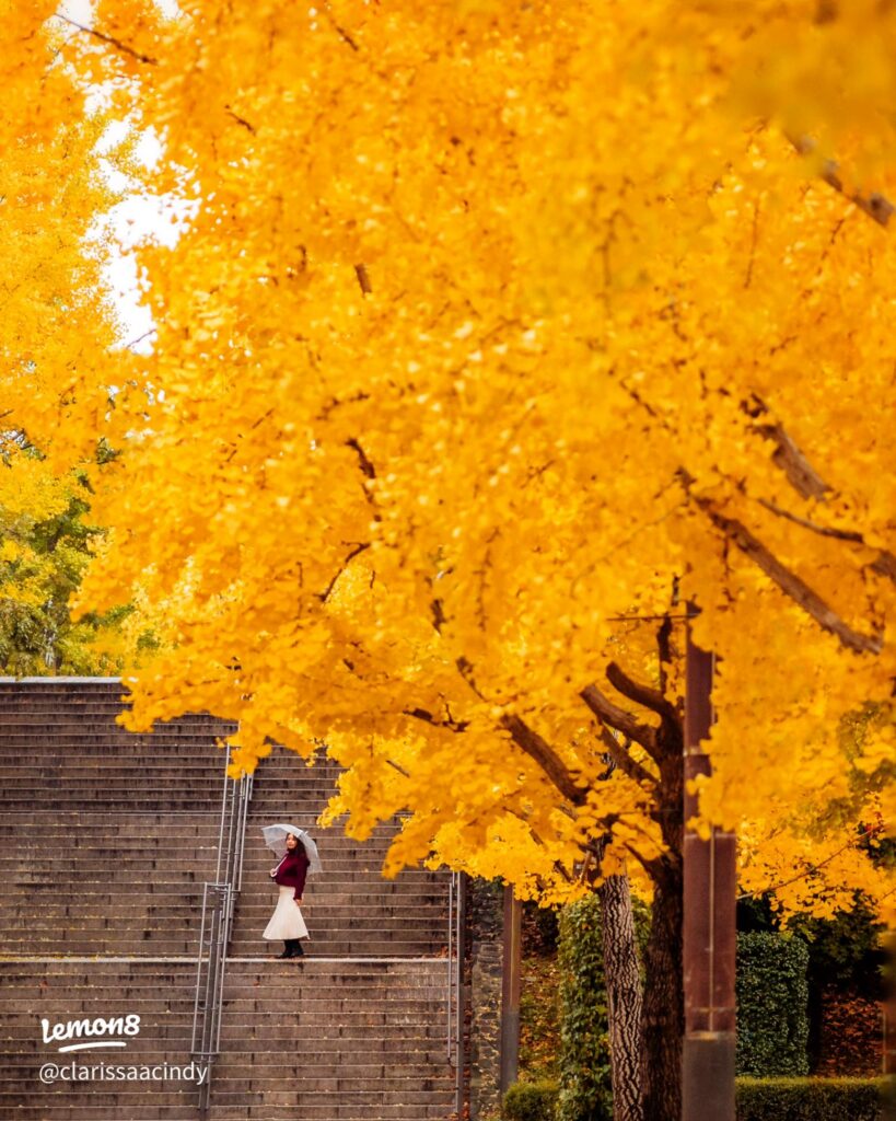Person with a clear umbrella on stone steps beneath a ginkgo tree in bright yellow leaf