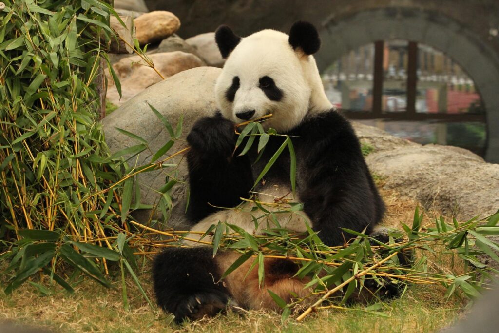 A giant panda sitting and eating bamboo shoots in its habitat