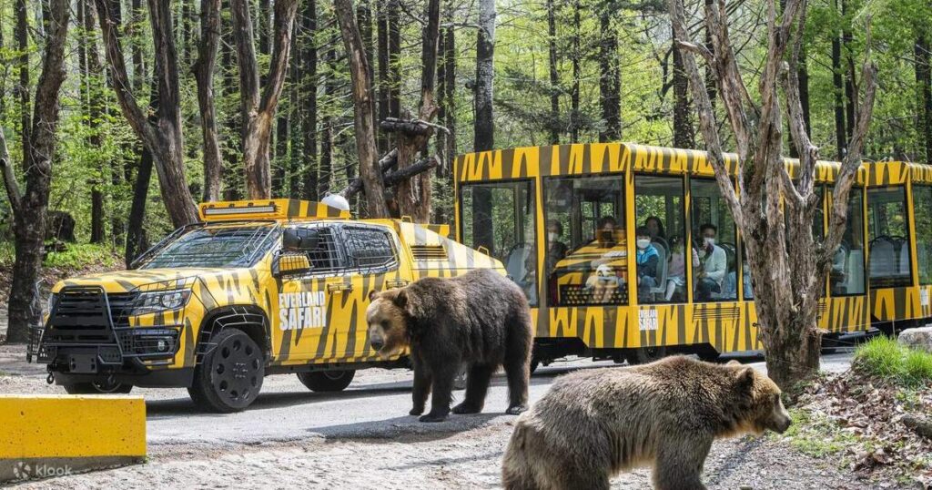 Two brown bears beside a tiger-striped Everland Safari jeep and a tram of visitors