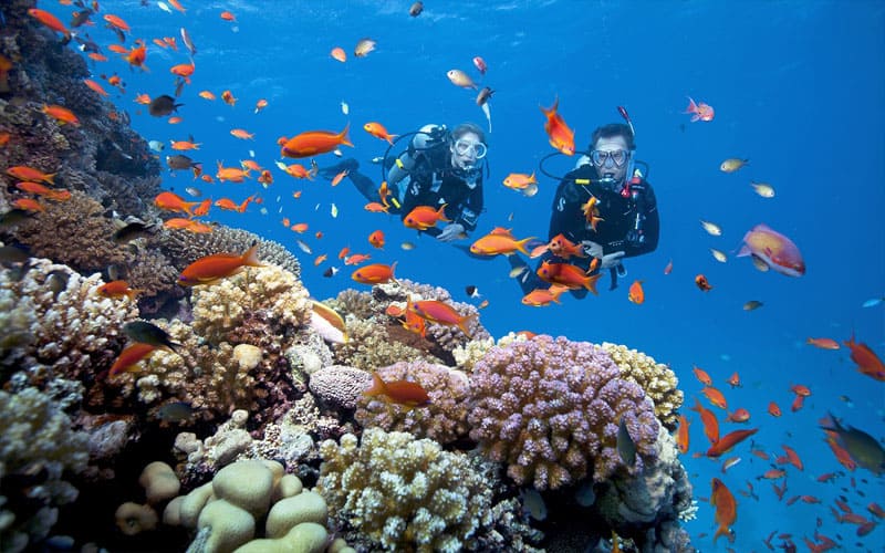 Two scuba divers swimming above a coral reef surrounded by shoals of small orange fish