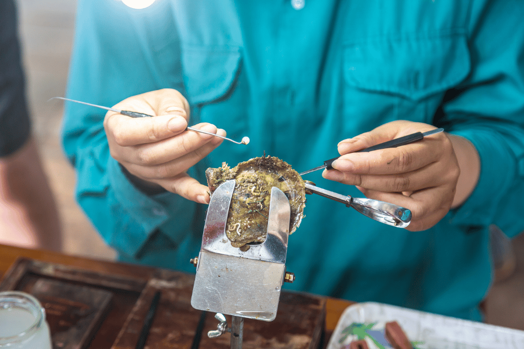 A worker in a teal shirt seeding a pearl nucleus into an oyster held in a metal clamp
