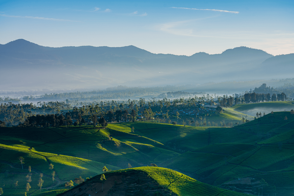 Mist lying over tea-covered hills and layered mountain ridges at dawn