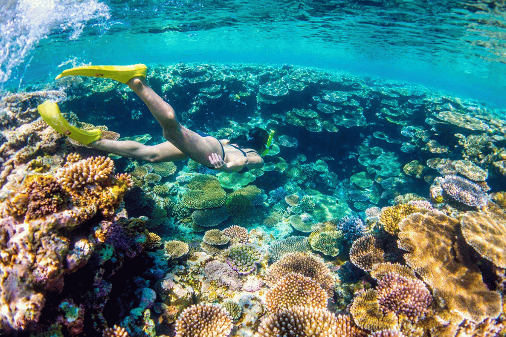 Snorkeller in yellow fins gliding above a shallow garden of hard corals