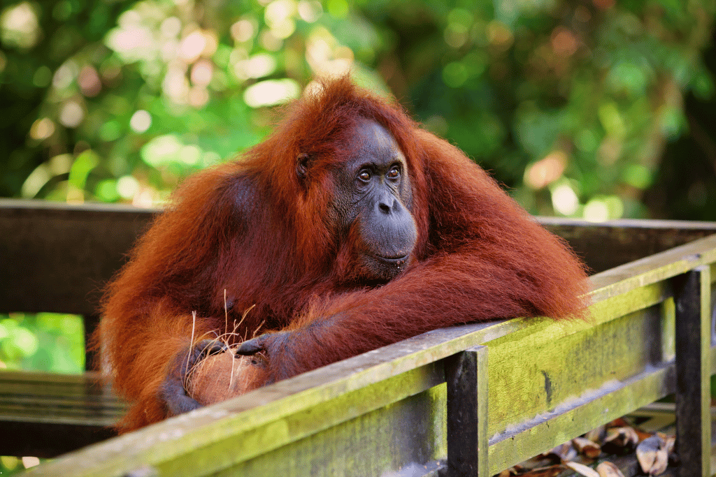 Bornean orangutan resting with folded arms on a mossy wooden feeding platform railing