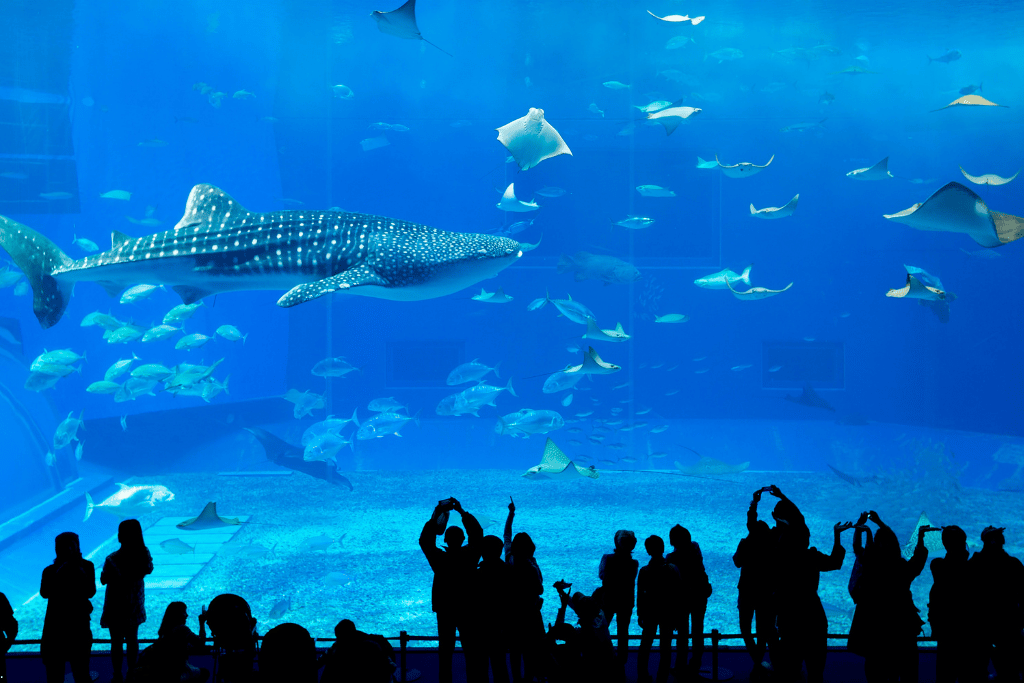 Whale shark and manta rays in the huge main tank at Churaumi Aquarium as visitors watch
