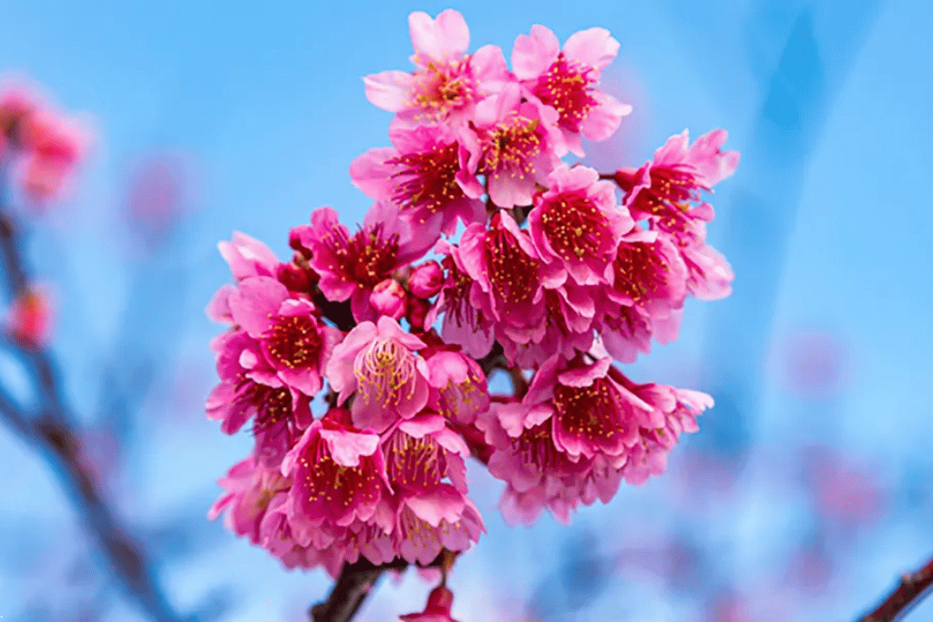 Cluster of deep pink bell-shaped Ryukyu cherry blossoms hanging against a blue sky