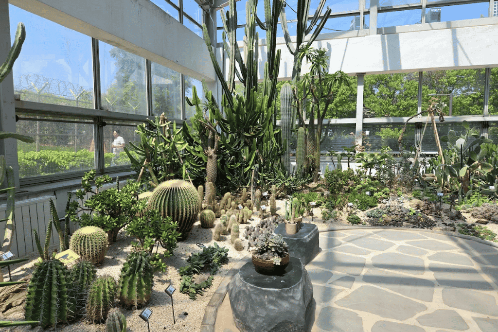 Cacti and succulents planted in gravel beds inside a glass-roofed botanical house