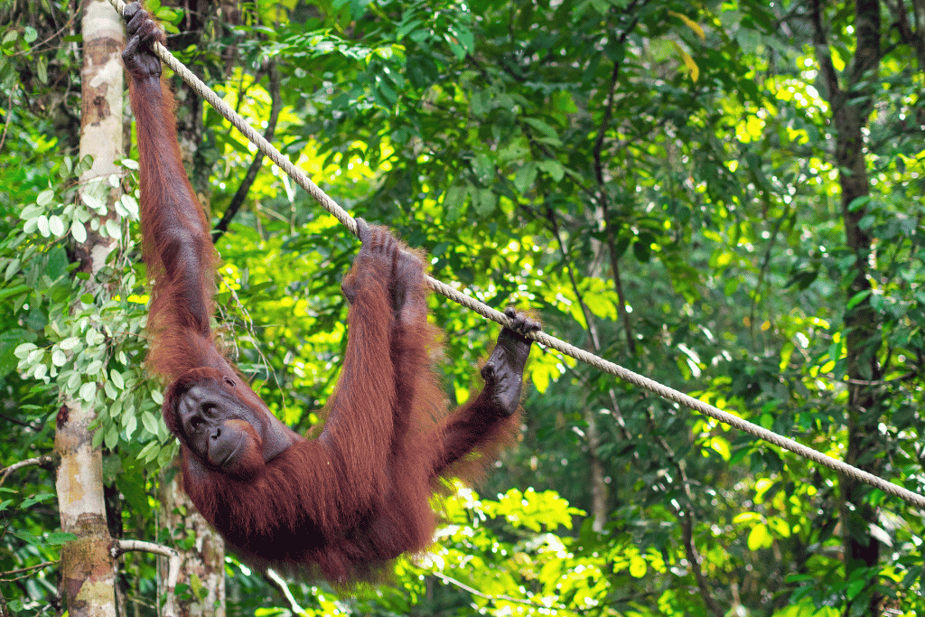 Bornean orangutan hanging from a rope line among bright green rainforest foliage
