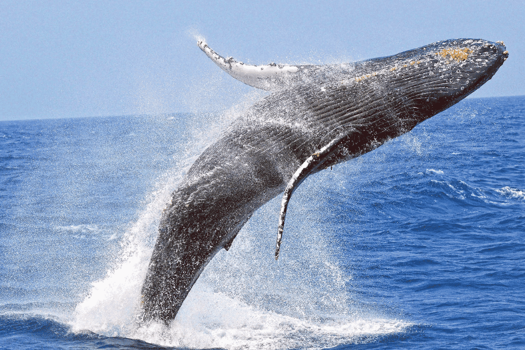 Humpback whale breaching clear of the water with spray falling around it