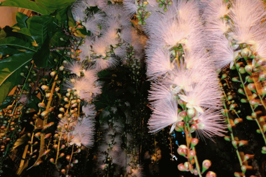 Pale pink powder-puff sagaribana flowers hanging on long stems in darkness