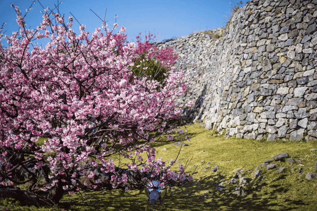 Pink cherry blossom trees flowering beside a curving Ryukyuan stone castle wall