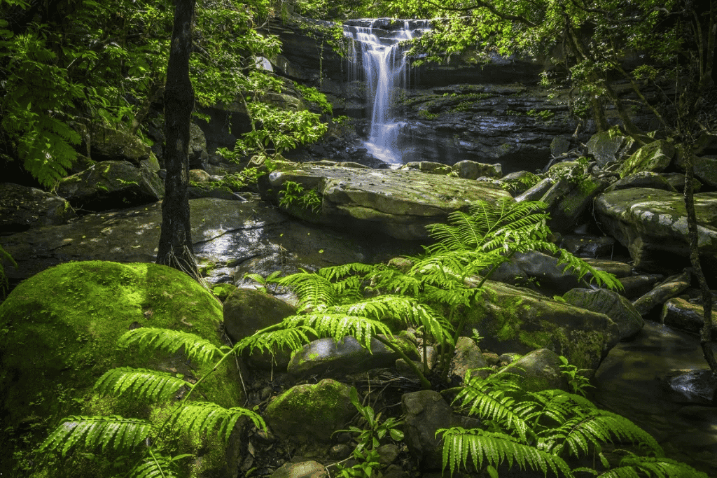 Small waterfall spilling over dark rock into a fern-covered subtropical forest gorge