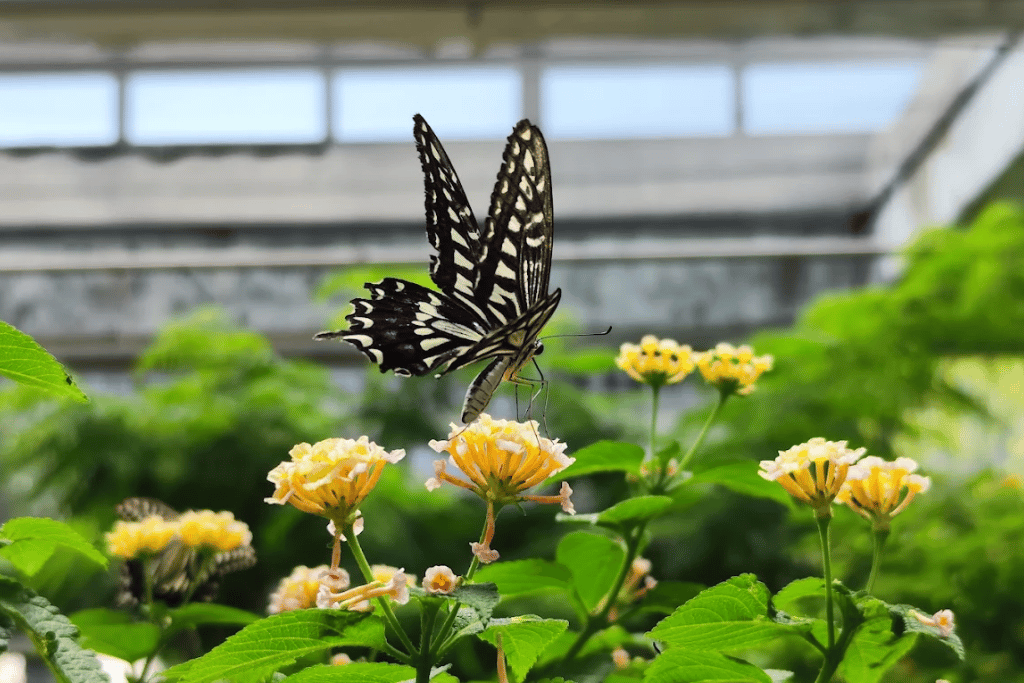 Black and white swallowtail butterfly feeding on yellow lantana flowers in a greenhouse
