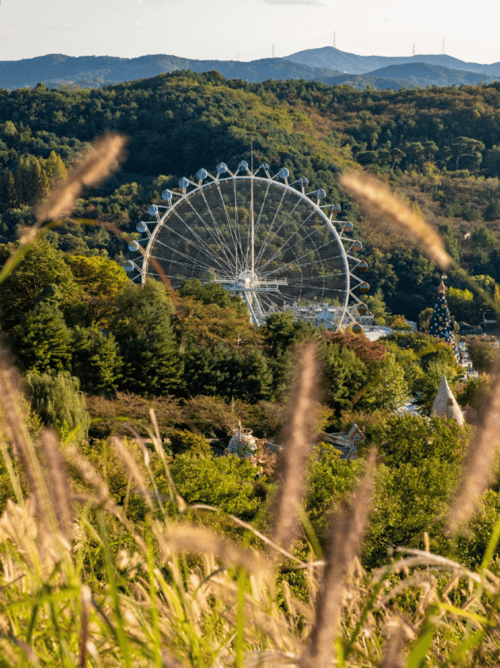 Everland's Ferris wheel framed by silver grass on a forested hillside in autumn