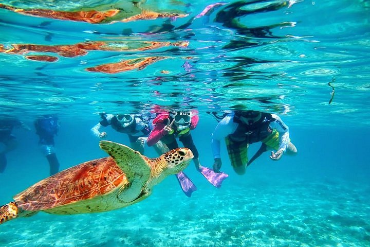 Green sea turtle swimming past a group of snorkellers in clear turquoise shallows