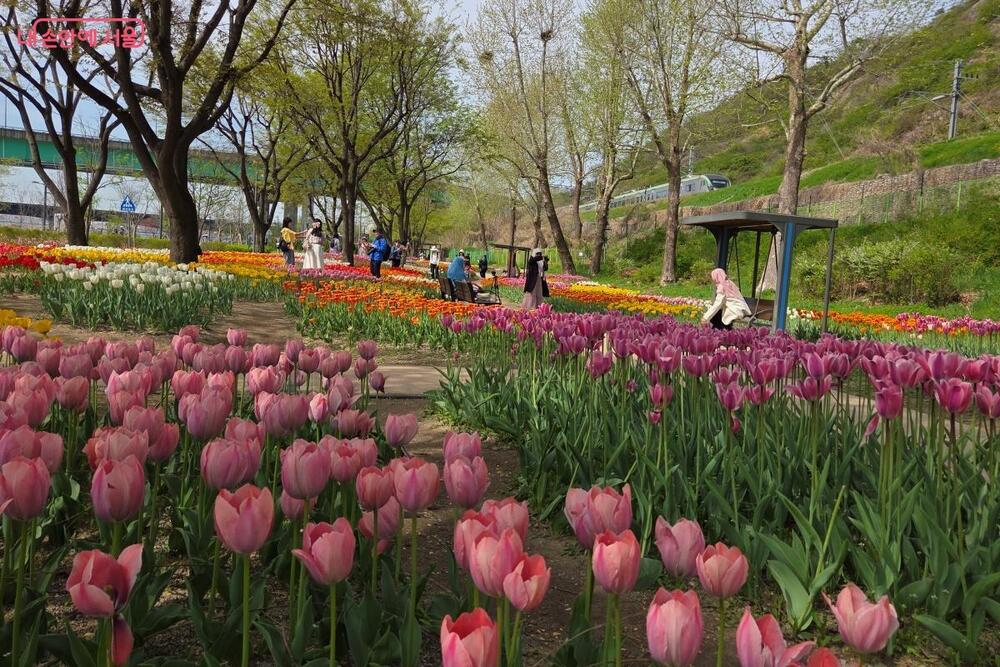 Rows of pink, red and white tulips along a path with a train passing on the line behind