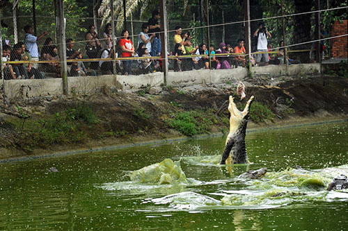 Saltwater crocodile lunging out of green pond water as spectators watch from behind a fence