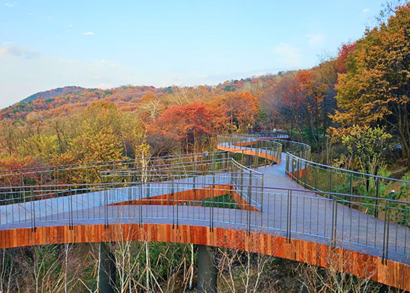 Curving timber canopy walkway winding through wooded hills in autumn colour
