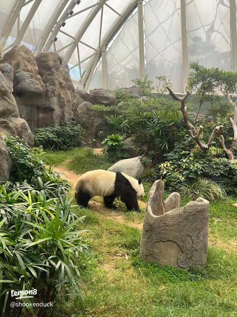 A giant panda walking through its planted indoor habitat at Ocean Park