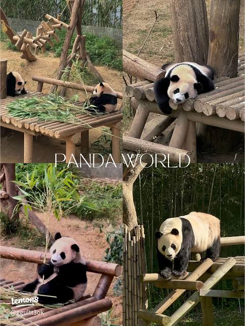 Four photos of giant pandas eating bamboo and climbing wooden frames at Panda World