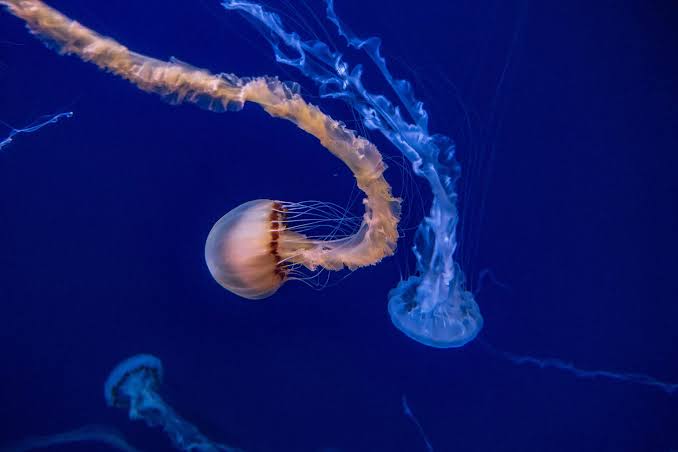 Jellyfish with long trailing tentacles drifting through deep blue water