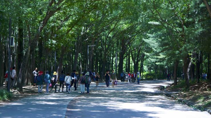 Visitors walking a wide shaded avenue between tall trees on a bright day