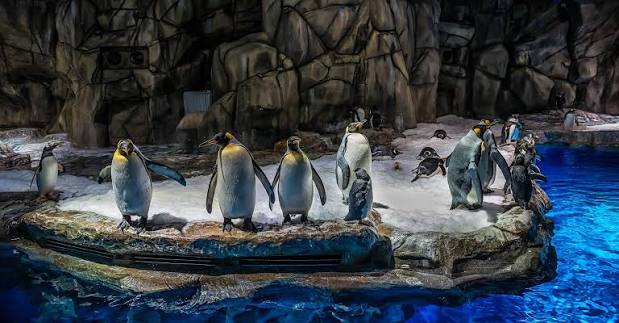 King penguins standing on a rocky ledge beside blue water in the South Pole Spectacular exhibit