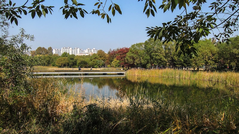 Reed beds and open water at a city wetland, with a low boardwalk and apartment blocks behind