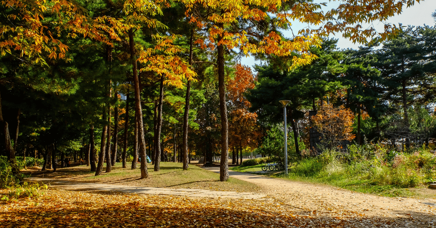 Leaf-covered path curving through pines and yellowing trees in a city park in autumn