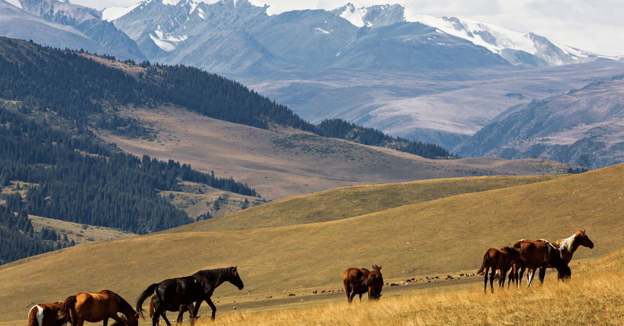 Horses grazing on golden grassland hills with snow-capped mountains behind