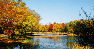 Autumn trees in gold and red reflected in a still pond at Seoul Forest