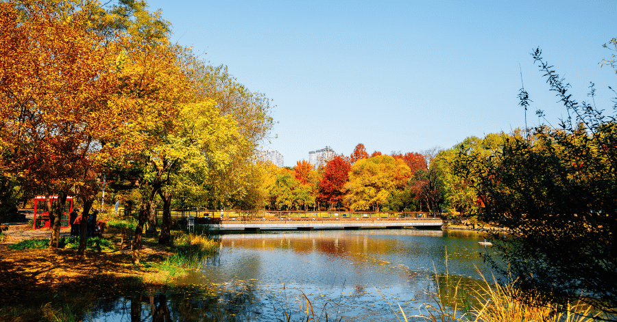 Autumn trees in gold and red reflected in a still pond at Seoul Forest
